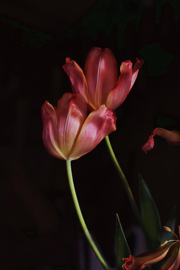 Tulip Duet In The Dark Photograph by Sue Capuano