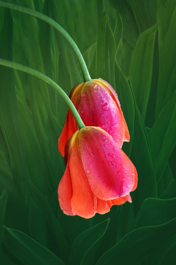 Tulip Duet Photograph by Nikolyn McDonald
