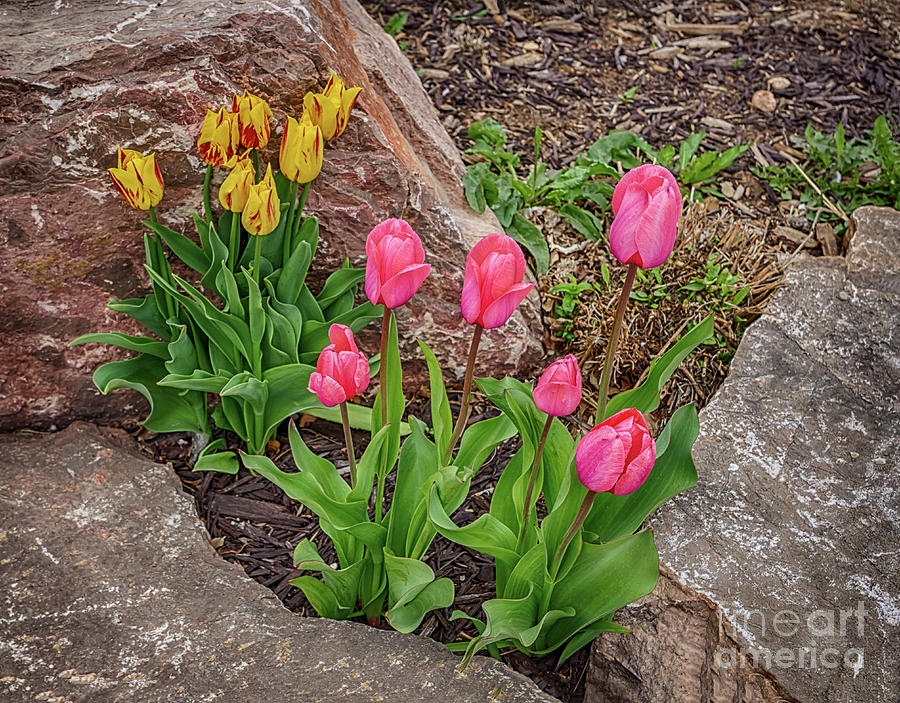 Tulip Duet Photograph by Priscilla Burgers