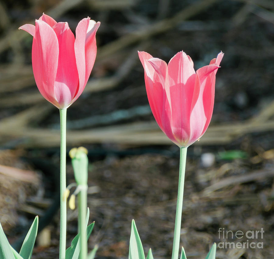 Tulip Duo Photograph by Andrea Anderegg