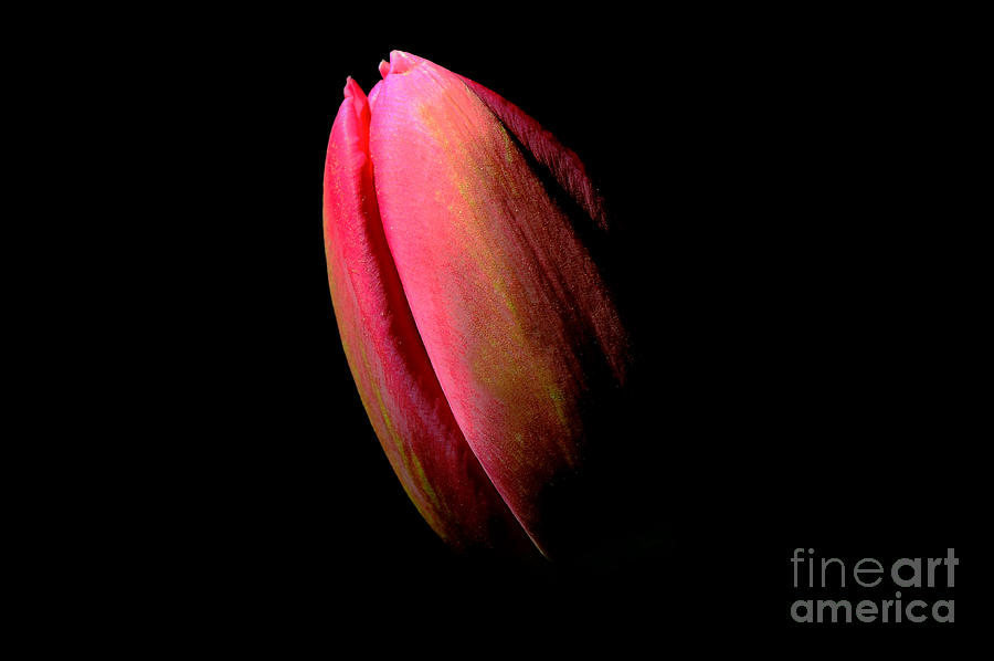 Tulip  Bud Photograph by Elaine Manley