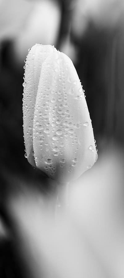 Tulip elegance in black and white Photograph by Vishwanath Bhat