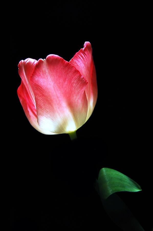 Tulip Photograph by Elsa Santoro