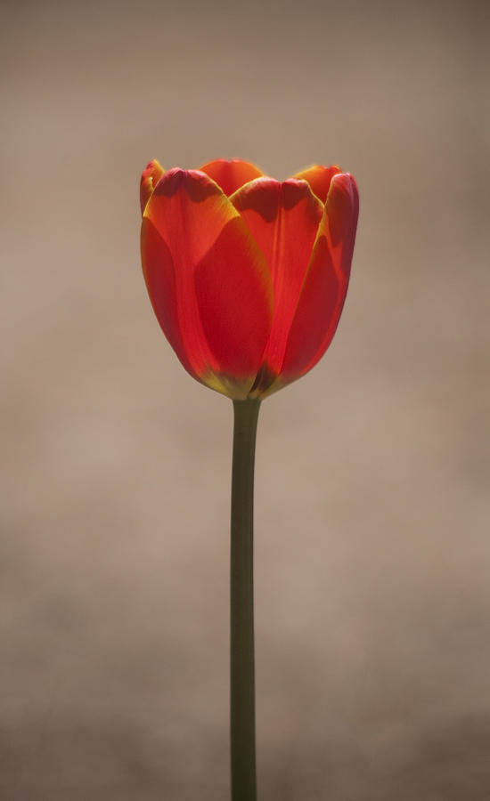 Tulip En Fuego Photograph by Morris McClung