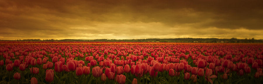 Tulip Expanse Photograph by Don Schwartz