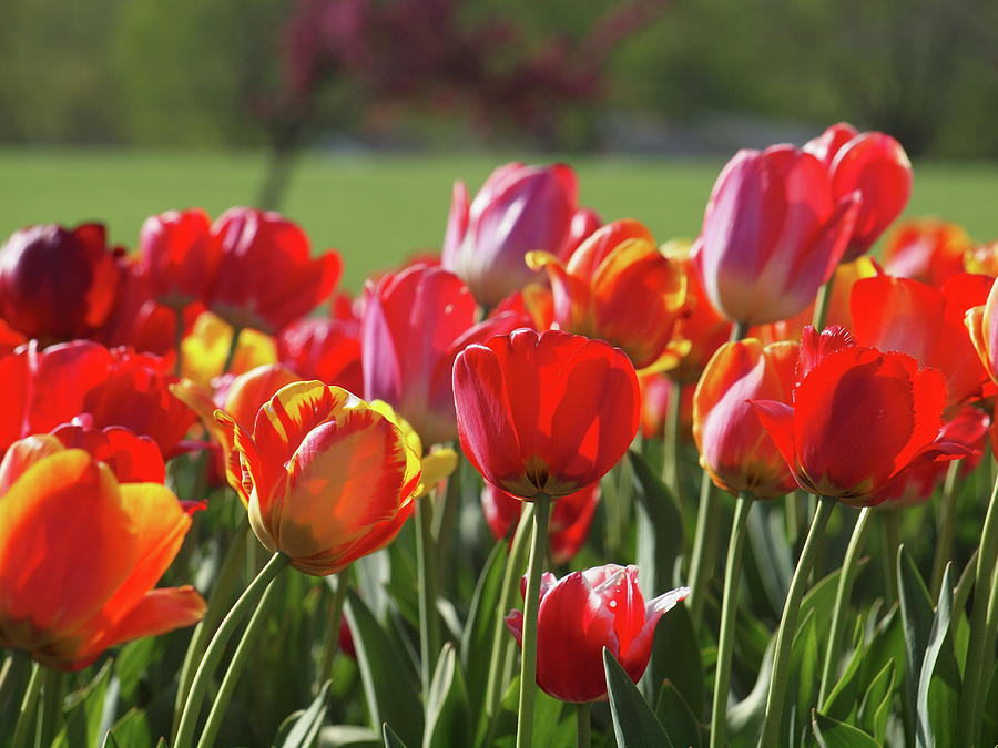 Tulip Explosion Photograph by Susan Hickam - Pixels