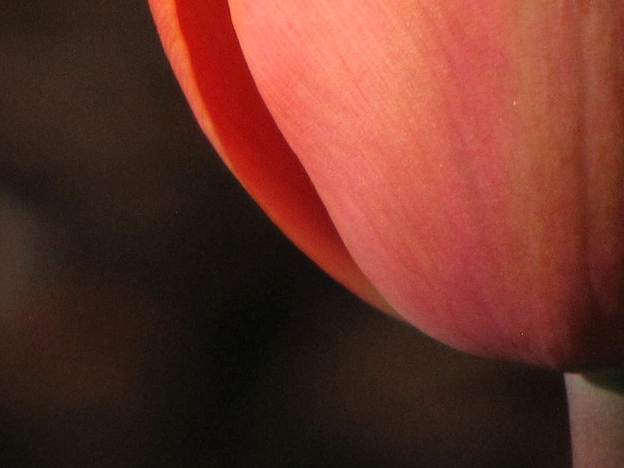 Tulip Exquiste Photograph by KATIE Vigil