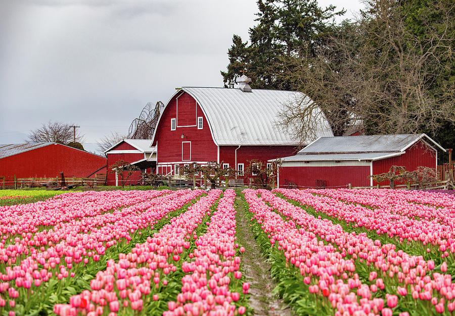 Tulip Farm Photograph by Ashlyn Gehrett - Fine Art America