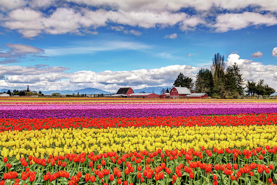 Tulip Farm in the Skagit Valley Photograph by Pierre Leclerc Photography