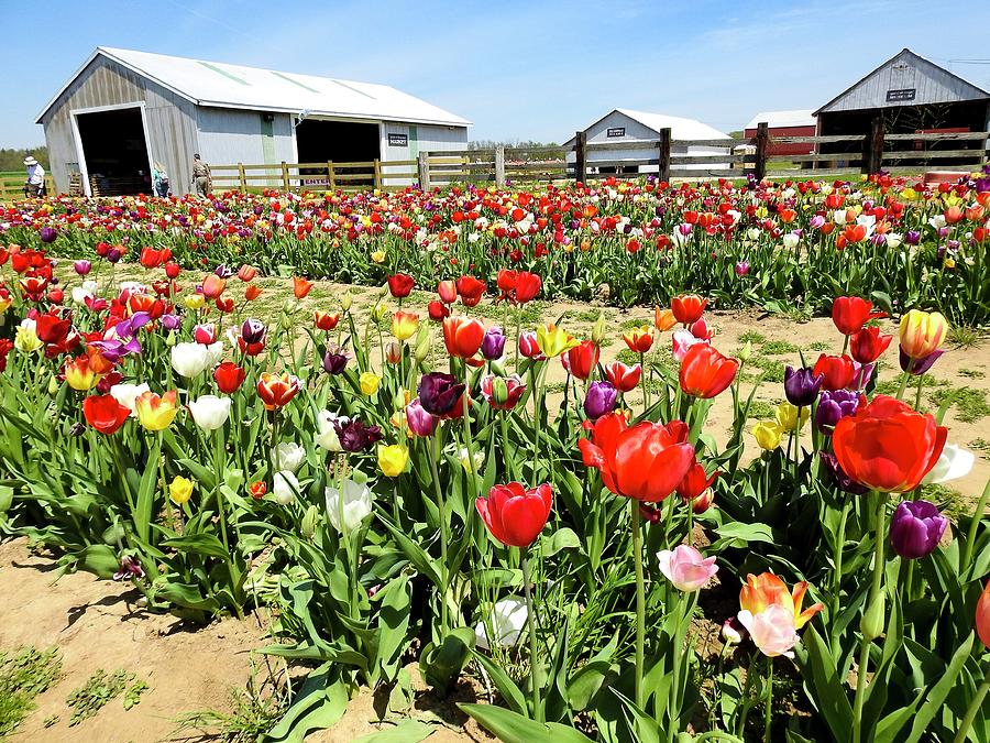 Tulip Farm Photograph by Marge Sudol - Fine Art America