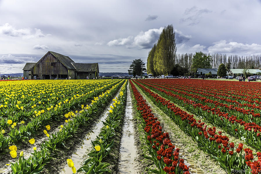 Tulip Farm Photograph by Mark Joseph