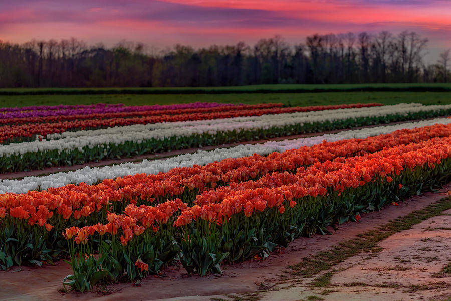 Tulip Farm Photograph by Susan Candelario