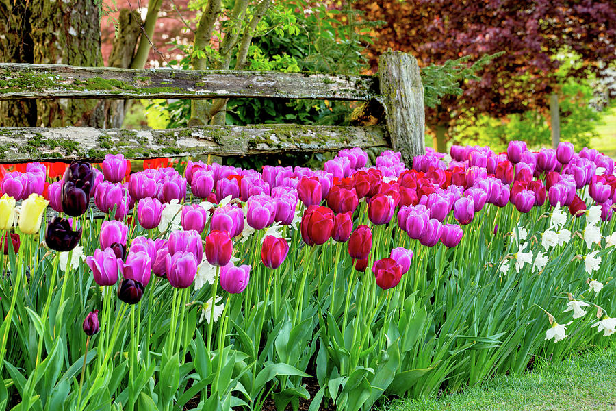 Tulip Fence Photograph by Mary Jo Allen