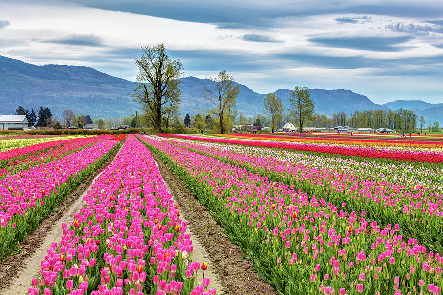 Tulip festival in British Columbia Photograph by Pierre Leclerc