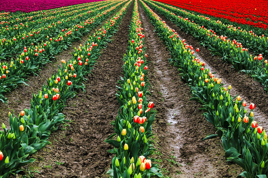 Tulip Festival Photograph by Juli Ellen