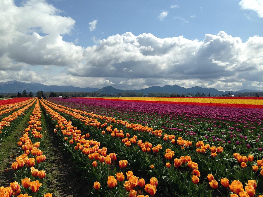 Tulip Festival Photograph by Sophie Silver-Isenstadt - Pixels