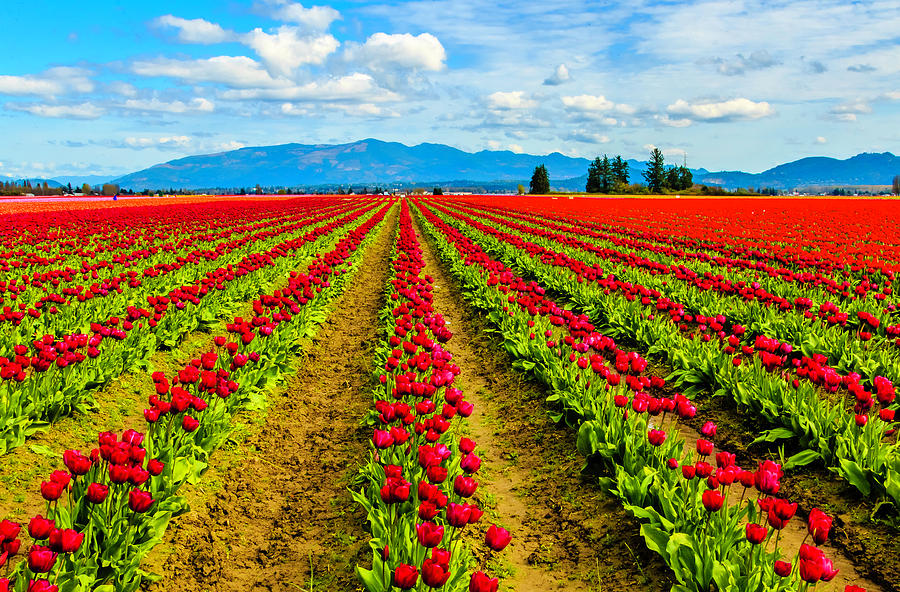 Tulip Field 5 Photograph by Erik Lawrenz - Fine Art America