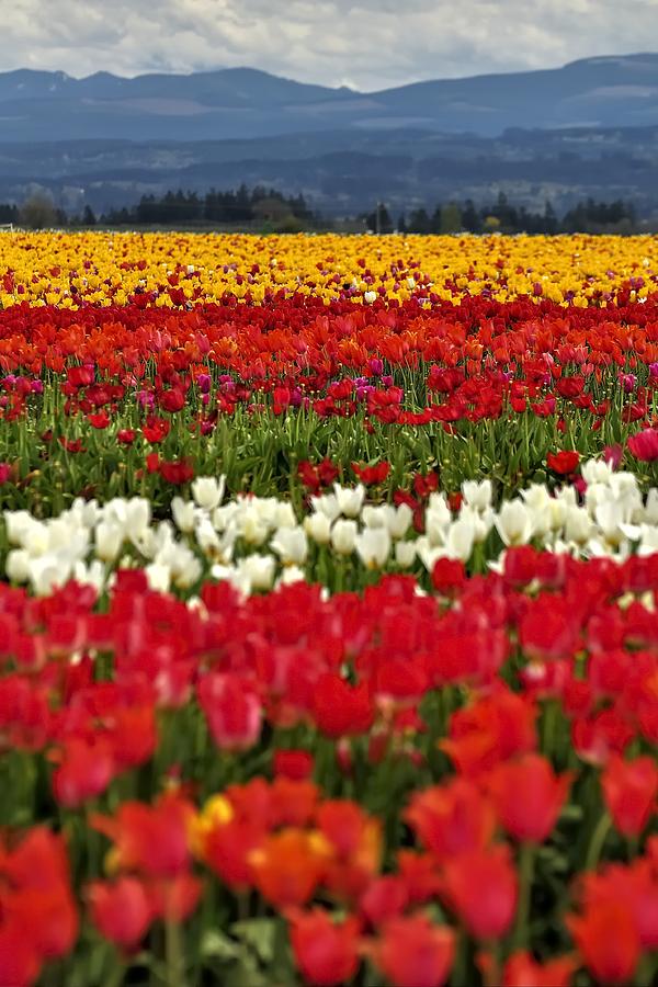 Tulip Field 650 Photograph by Jerry Sodorff