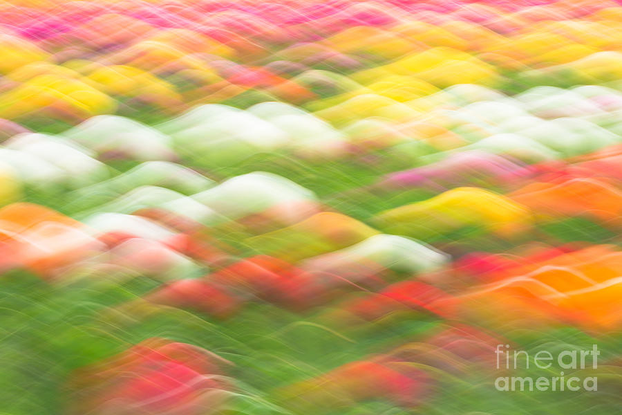 Tulip Photograph - Tulip Field Abstract - Holland Michigan by Craig Sterken