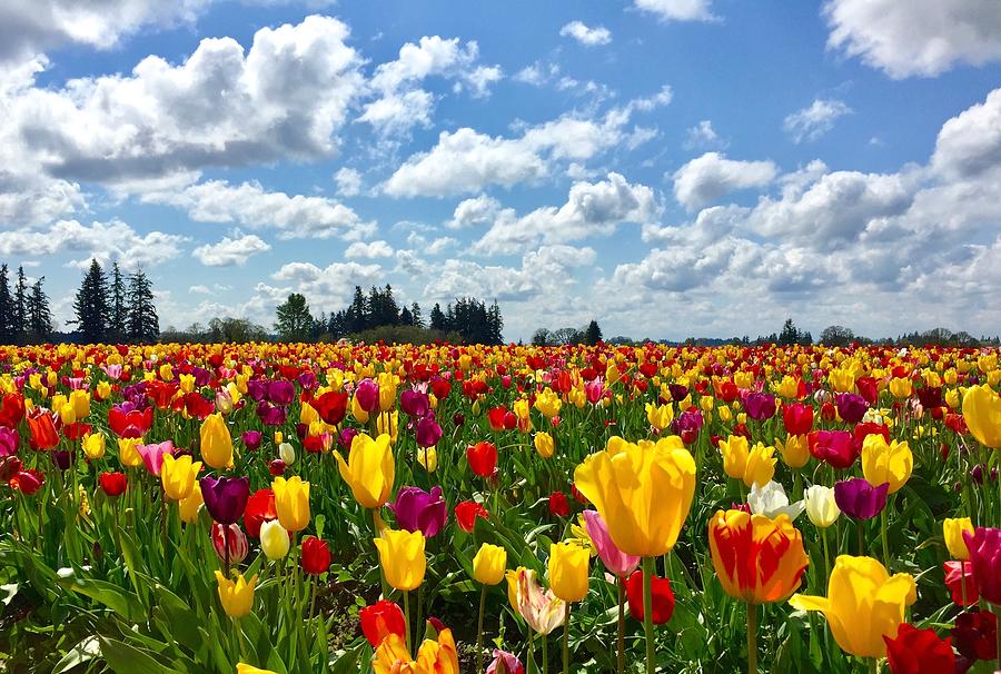 Tulip Field Photograph by Brian Eberly