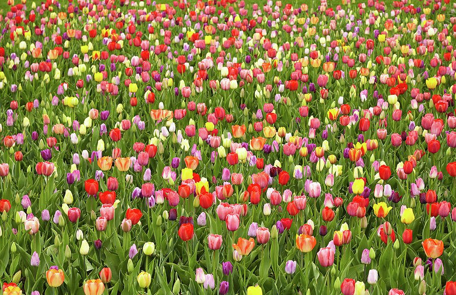Tulip field Photograph by Garden Gate magazine