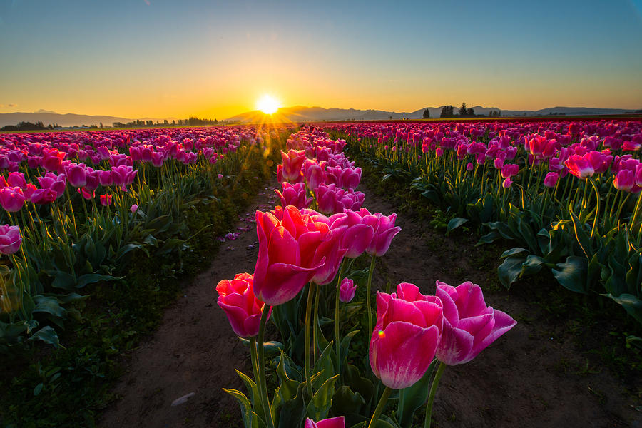 Tulip field in Dawn  Photograph by Hisao Mogi