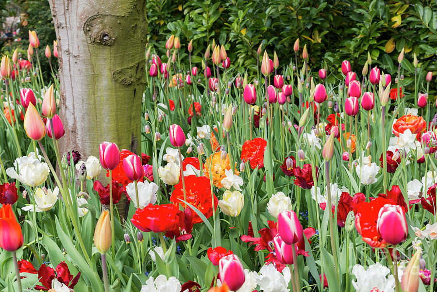 Flower Photograph - Tulip Field In De Keukenhof by Compuinfoto