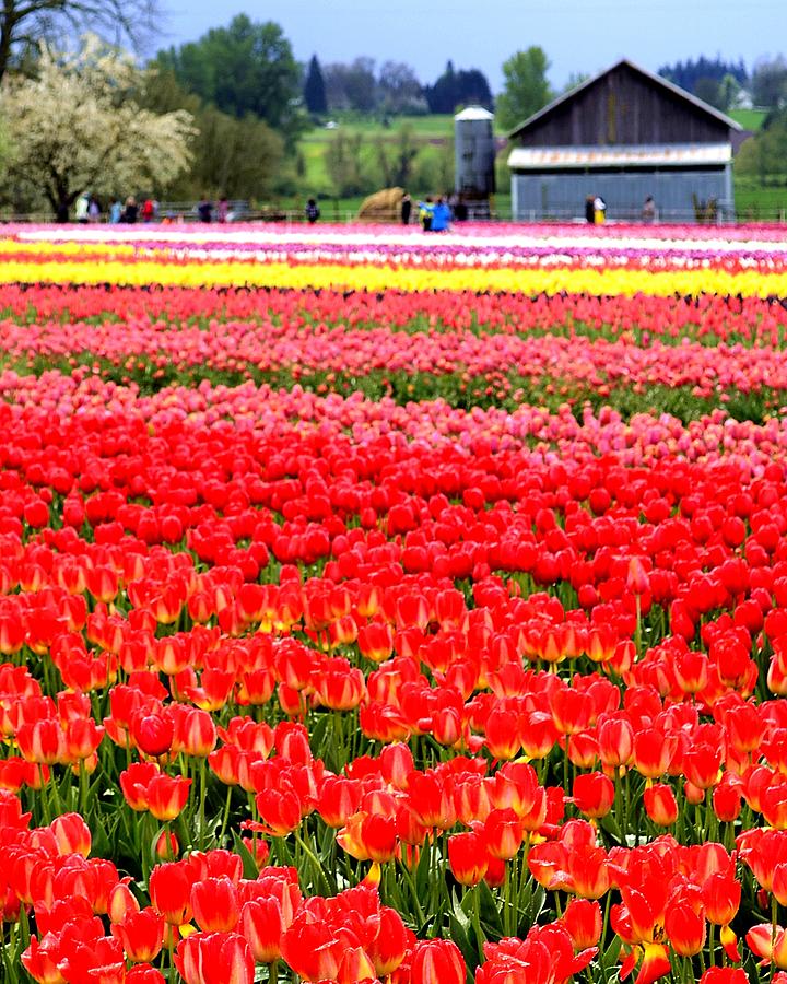 Tulip Field Photograph by Michael Ramsey
