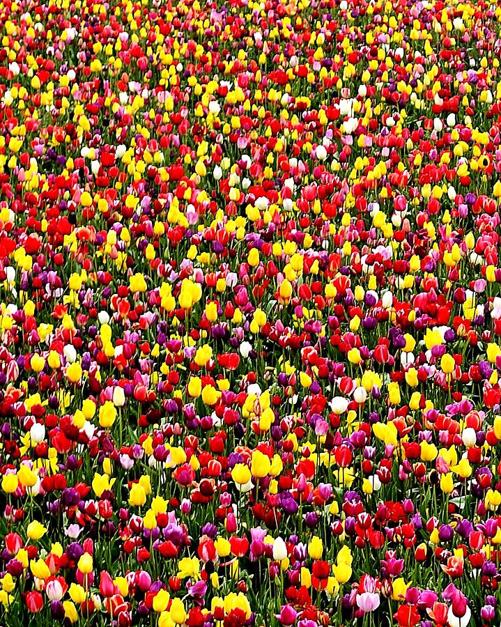 Tulip Field Of Blooms Photograph by Michael Ramsey