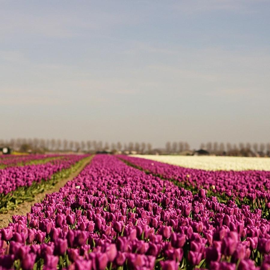 Nature Photograph - Tulip Fields At Abbenes The Netherlands by Sungi Verhaar