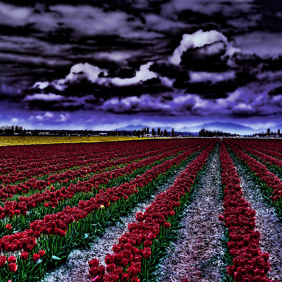 Tulip Photograph - Tulip Fields by David Patterson