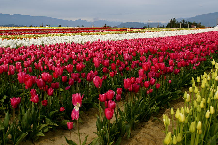 Flower Photograph - Tulip Fields by Sonja Anderson