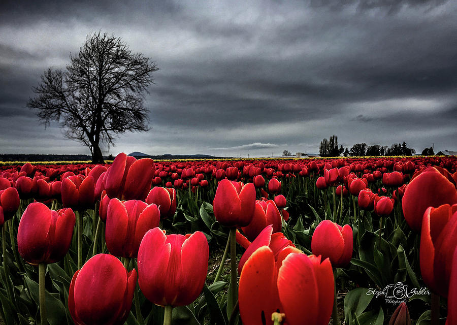 Tulip Fields Photograph by Steph Gabler