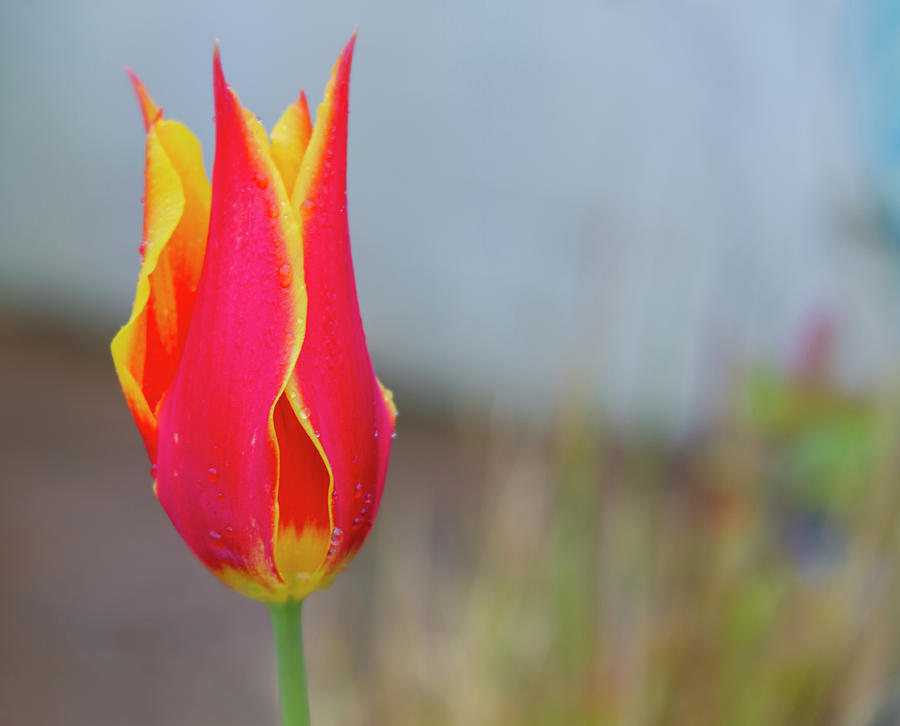 Tulip Fire Photograph by Diane Fifield