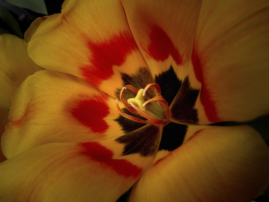 Tulip Flair Photograph by Nancy Griswold