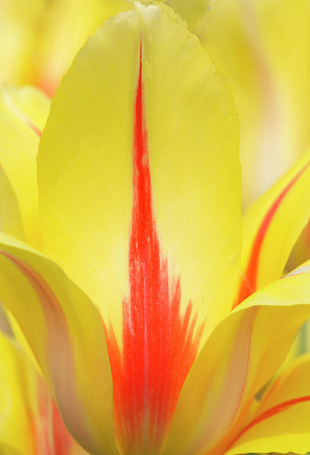 Tulip Flame Photograph by Elvira Butler