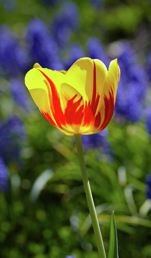 Tulip Flame Photograph by Garden Gate magazine