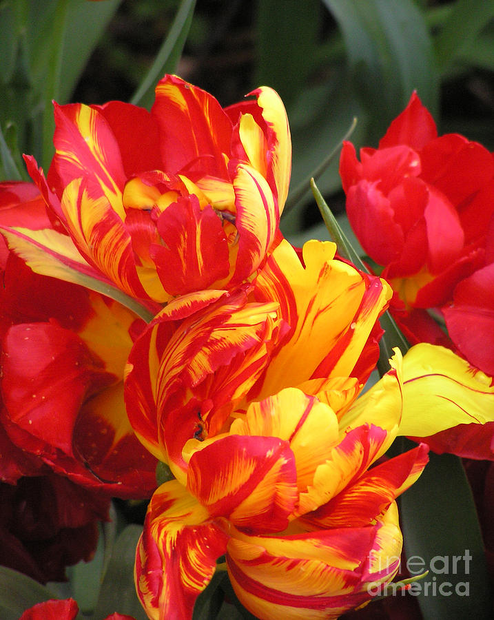 Tulip Flame Photograph by Louise Magno