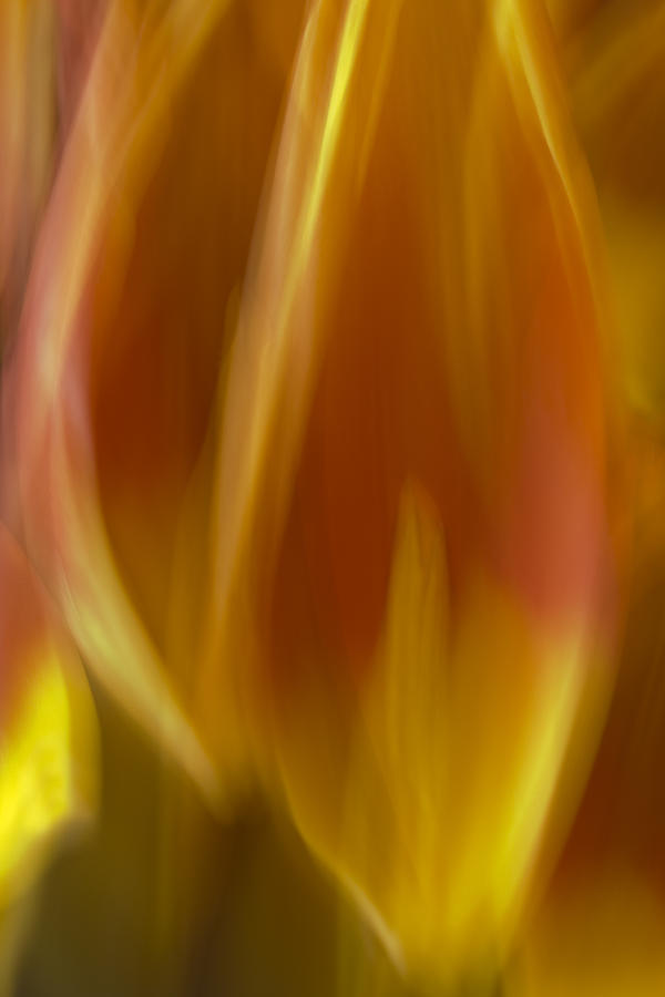 Tulip Flames Photograph by Cheryl Day