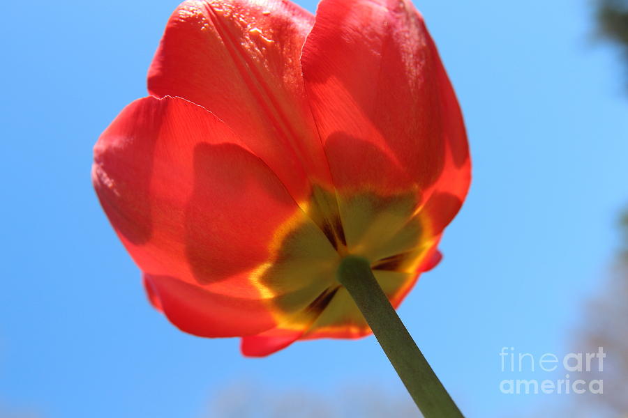Tulip Flow  Photograph by Neal Eslinger