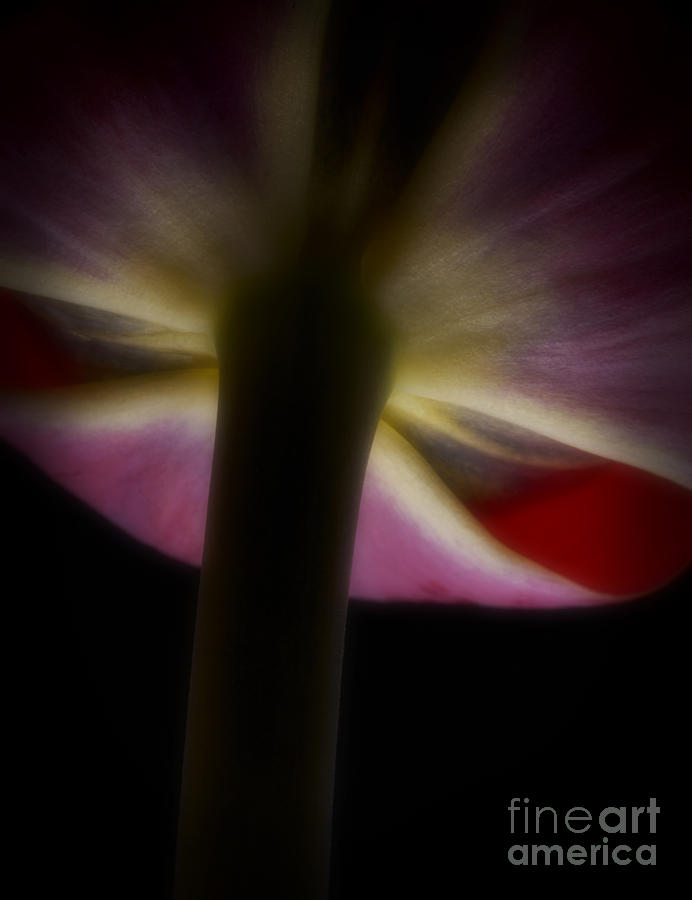 Tulip Flower Photograph by Art Whitton