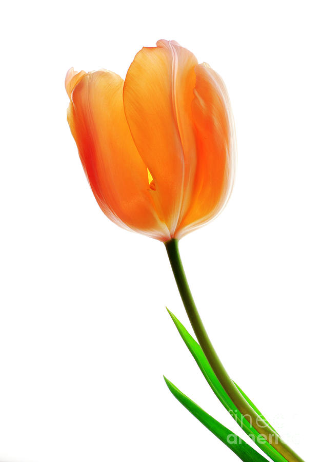 Tulip Flower Photograph by Charline Xia
