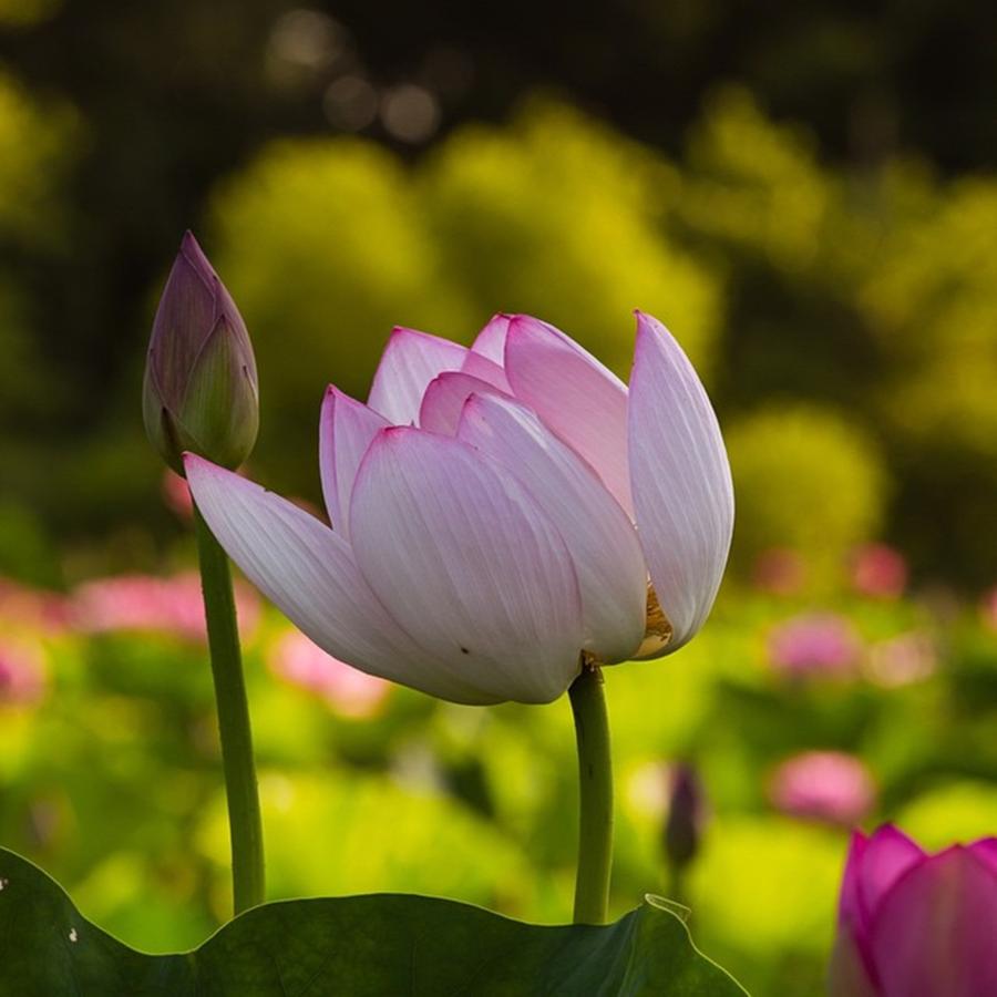 Summer Photograph - #tulip #flower #flowers #pond #pink by Mohamed Nizam