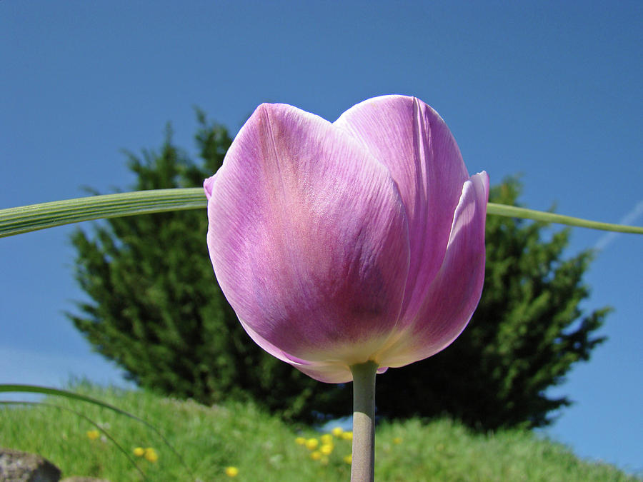 Tulip Photograph - Tulip Flower Landscape art print Purple Tulips Baslee by Patti Baslee