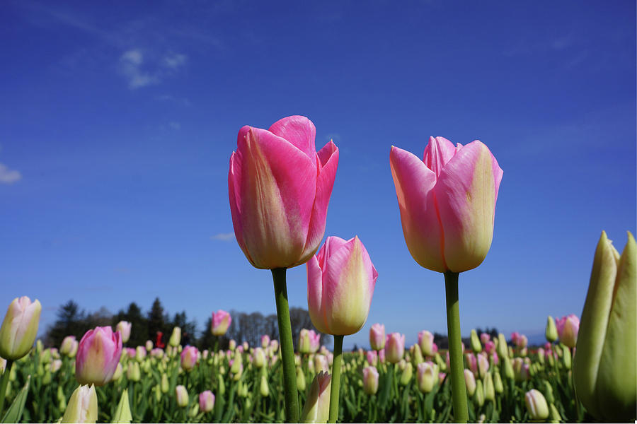 Tulip Flower Meadow Spring Art Prints Photograph