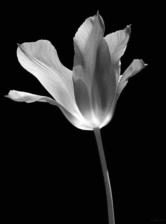 Spring Photograph - Tulip Flower Opening Black and White by Jennie Marie Schell