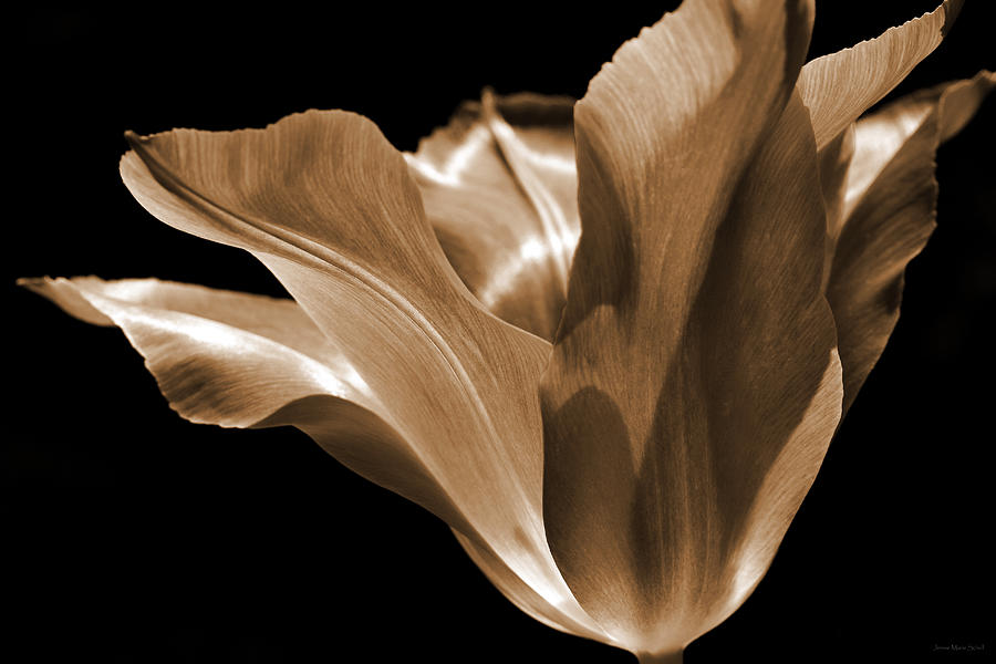Tulip Flower Sepia Photograph by Jennie Marie Schell