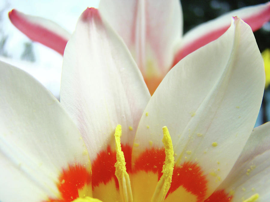 TULIP FLOWERS ART PRINTS 4 Spring White Tulip Flower Macro