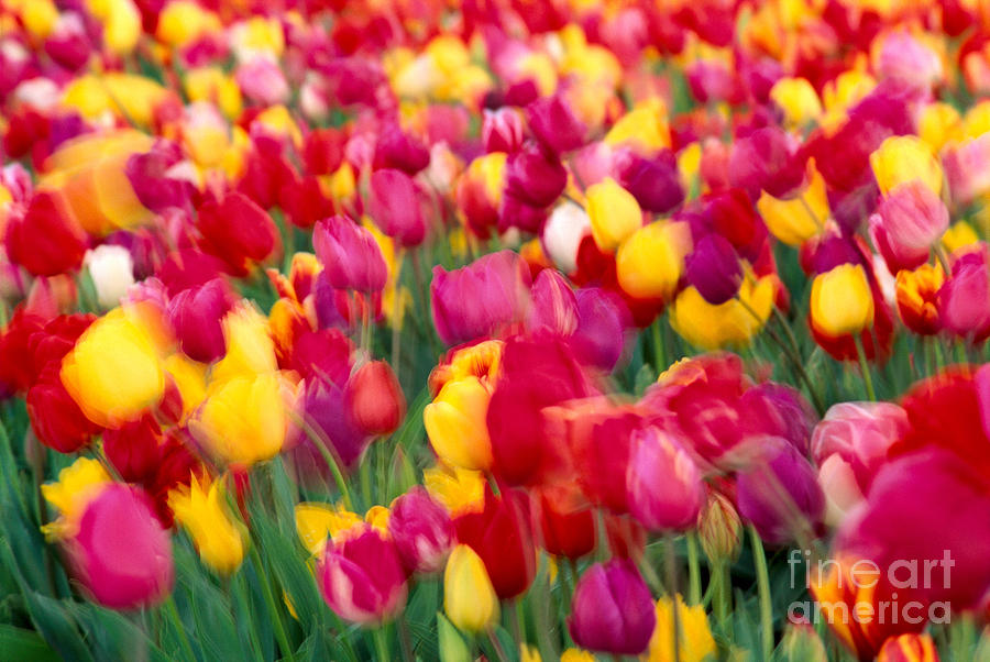 Tulip Flowers Blurred Photograph by Greg Vaughn - Printscapes