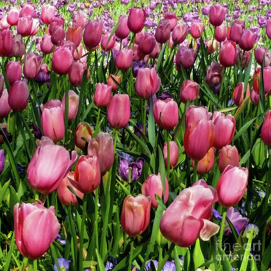 Tulip Photograph - Tulip Flowers  by D Davila